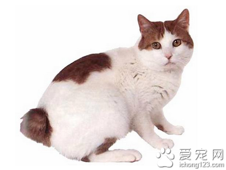 日本短尾貓圖片 如何挑選日本短尾貓
