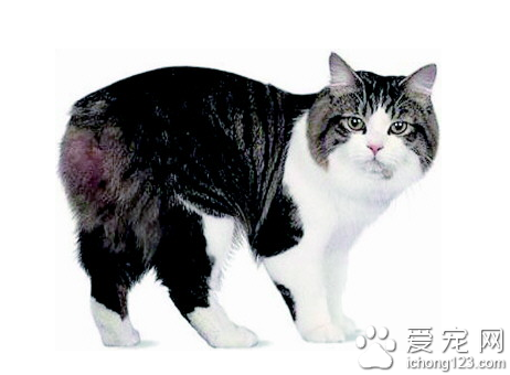曼島貓圖片 詳解如何挑選海曼島貓
