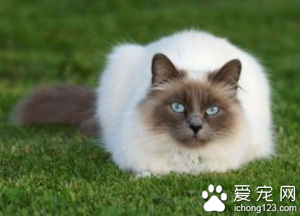 怎樣挑選暹羅貓 是純種短毛貓的代表