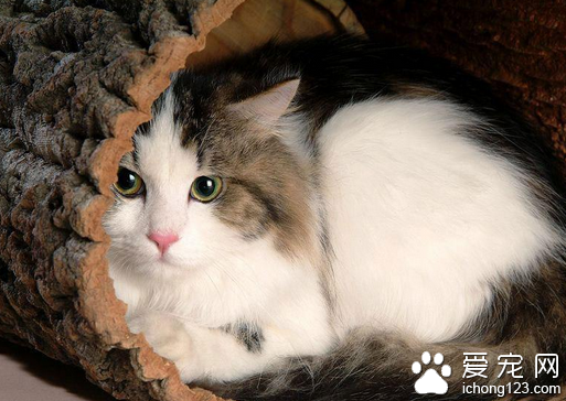 拉格多爾貓有哪些特征 是貓中體形和重最最大的貓種