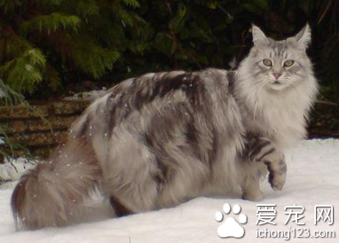 緬因貓有哪些特征 是古老的自然形成的品種貓