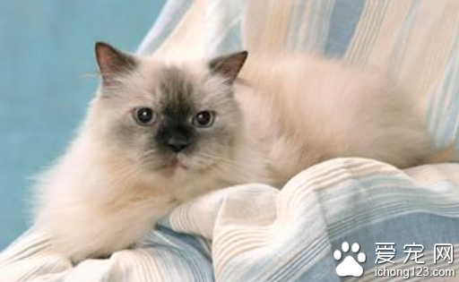 喜瑪拉雅貓有哪些特征 又名彩色斑點長毛貓