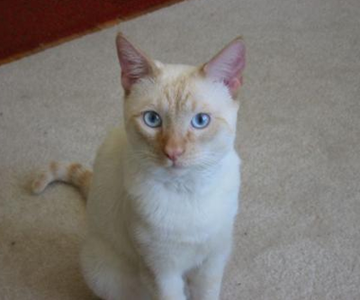 重點色短毛貓的形態特征 眼睛為藍色