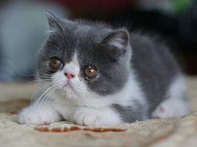 異國短毛貓的形態特征 該貓頭部寬而圓