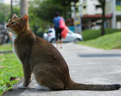 新加坡貓怎麼挑選 掌握選購技巧