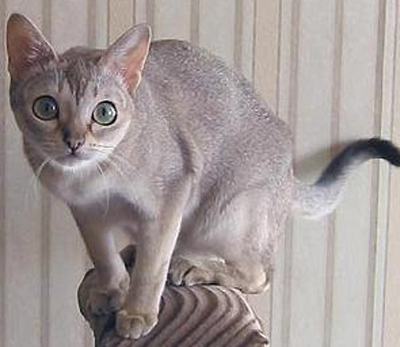 新加坡貓多少錢 該貓體形比較嬌小