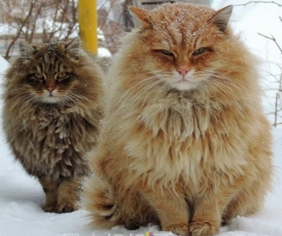 西伯利亞貓多少錢 該貓價格比較貴