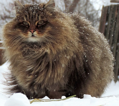 西伯利亞貓的價格 該貓被毛較長