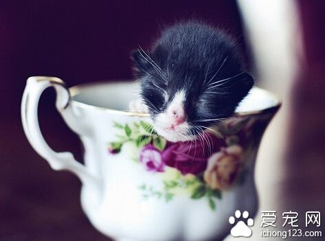 茶杯貓多少錢 挑選茶杯貓需要注意哪些