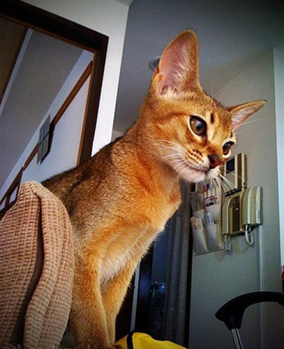 埃及神話中的貓 貓是貝斯特女神的化身