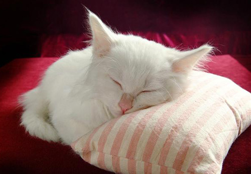 白色波斯貓多少錢 毛色上判斷波斯貓品種