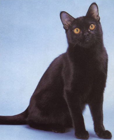 孟買貓和黑貓的區別 有哪些特點