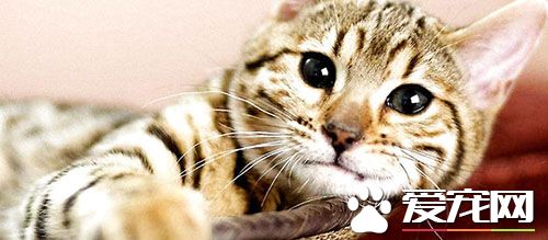 貓做絕育手術好嗎 可以減少貓咪生理疾病的發生