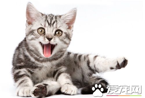 貓過敏的症狀 貓咪過敏症的預防和治療