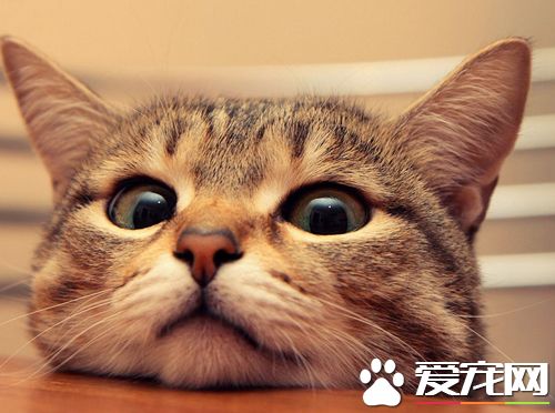 貓得了腸胃炎怎麼辦 貓咪腸炎的原因及治療方法