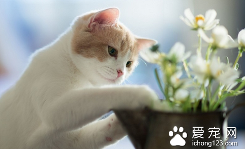 貓咪燒傷如何處理 防止感染防治敗血症