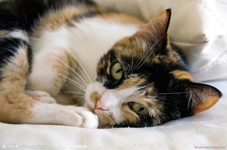 小貓難產怎麼辦 用催產針和補充體能