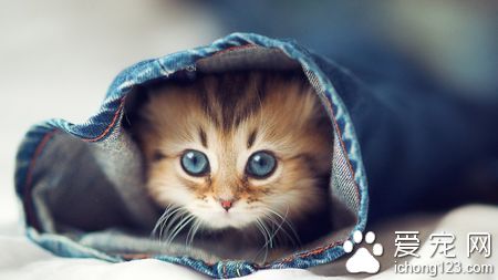 貓咪眼睛分泌物多怎麼辦 可以清潔一下