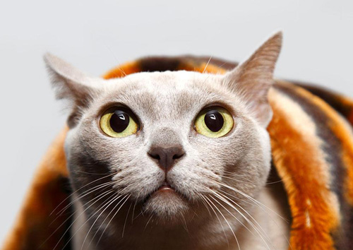 緬甸貓的毛囊炎 原因以及治療方法