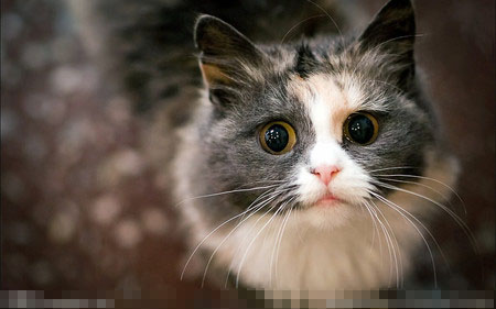 小貓腸胃炎怎麼辦 99%都是由桿菌引起的