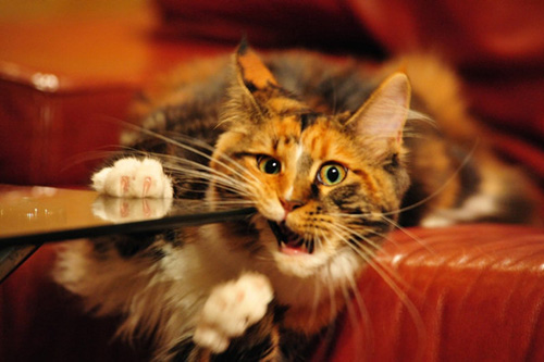 緬因貓吃什麼消炎藥 哪些疾病得吃消炎藥