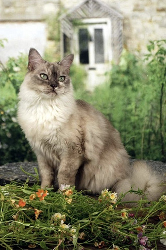 巴厘貓生病吃什麼藥 貓咪的正常生理標准