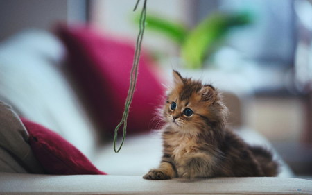 小貓吐黃水怎麼辦 可能是某種疾病的預兆