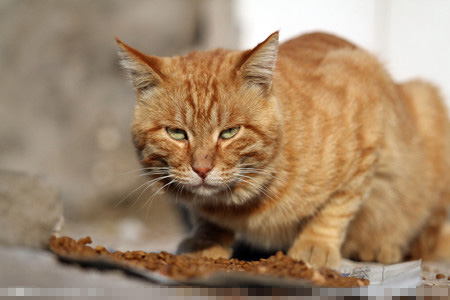 小貓生病怎麼辦 在喂養中需要定時定量