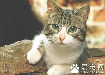 貓咪皮膚病怎麼辦 解析3種貓咪常見疾病
