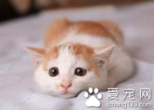 小貓吐黃水怎麼辦 嘔吐是常見的疾病之一