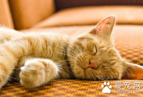 貓傳染性腹膜炎  貓腹膜炎病程發展較慢