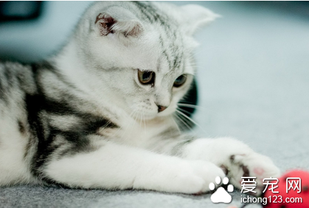 貓疥螨病 貓咪疥螨如何治療保持日常清潔