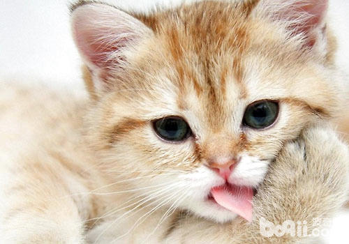 貓咪身上瘙癢時，它往往會舔咬或是抓撓這個部位