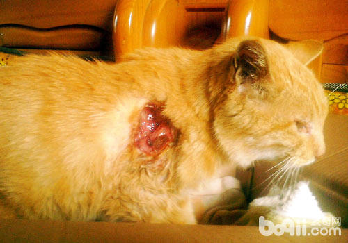 貓咪受傷了傷口怎麼處理？