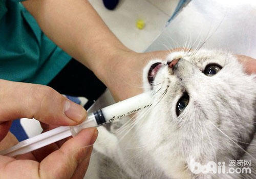 哪些情況下貓咪不能打疫苗