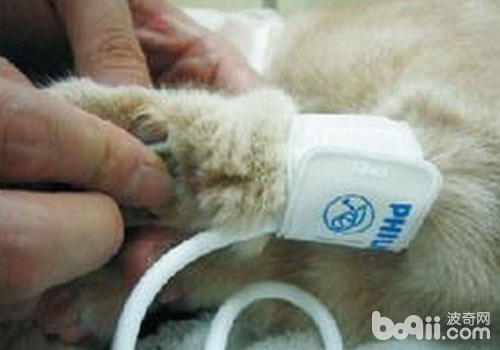 血壓是貓咪重要的生理指標