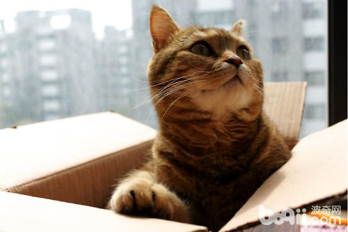 貓咪喜歡箱子