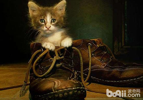 貓咪適合穿鞋子嗎？