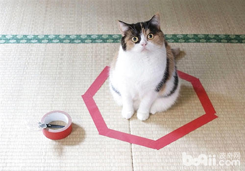 地上畫圈能圈住貓咪？