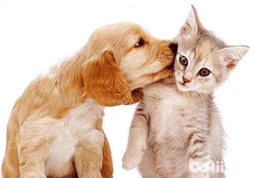 貓狗也可以是互相幫助的好朋友