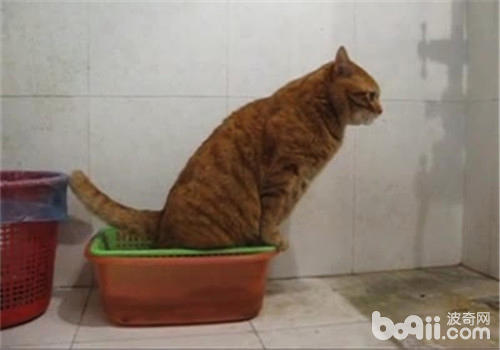 貓咪上廁所