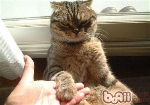 貓與人握手