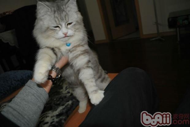 貓咪握手