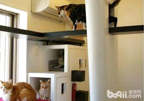 貓咪更適合待在室內？