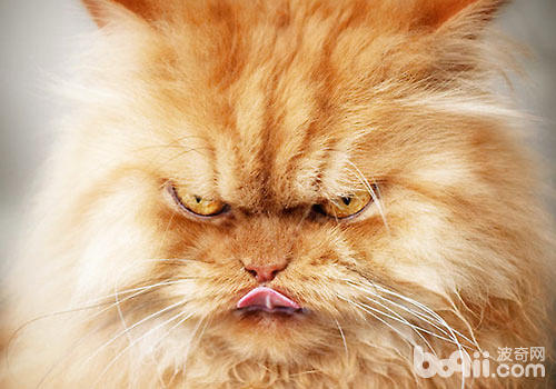 貓咪生氣時會產生不良行為