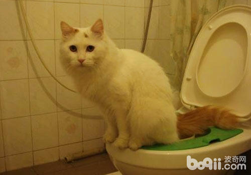 貓咪在馬桶上上廁所真的好嗎
