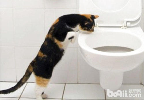 貓咪用廁所