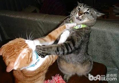 貓咪打架