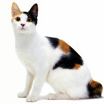 日本短尾貓圖片
