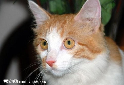 土耳其安哥拉貓在飼養的時候需要注意什麼？